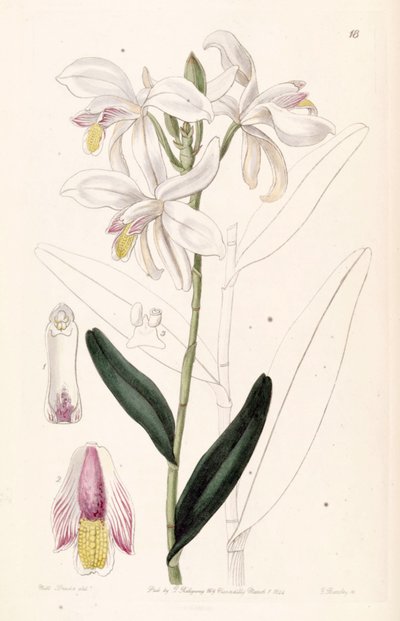 Bromheadia finlaysoniana (als syn. Bromheadia palustris) von Miss Drake